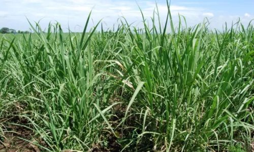 Residuos de pastos klenoie